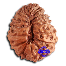 Load image into Gallery viewer, 16 Mukhi Rudraksha from Indonesia - Bead No. 276
