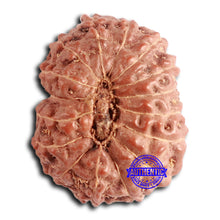 Load image into Gallery viewer, 16 Mukhi Rudraksha from Indonesia - Bead No. 279

