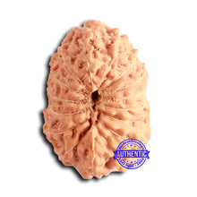 Load image into Gallery viewer, 16 Mukhi Rudraksha from Indonesia - Bead No. 282
