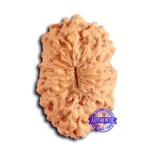 Load image into Gallery viewer, 16 Mukhi Rudraksha from Indonesia - Bead No. 283
