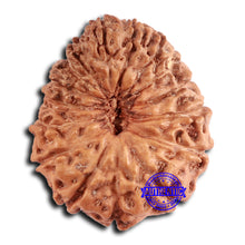 Load image into Gallery viewer, 16 Mukhi Rudraksha from Indonesia - Bead No. 276
