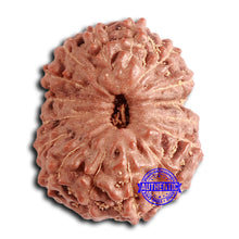 Load image into Gallery viewer, 16 Mukhi Rudraksha from Indonesia - Bead No. 279
