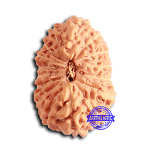 Load image into Gallery viewer, 16 Mukhi Rudraksha from Indonesia - Bead No. 282
