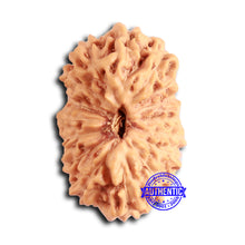 Load image into Gallery viewer, 16 Mukhi Rudraksha from Indonesia - Bead No. 283
