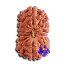 Load image into Gallery viewer, 16 Mukhi Rudraksha from Indonesia - Bead No. 284
