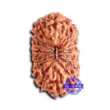 Load image into Gallery viewer, 16 Mukhi Rudraksha from Indonesia - Bead No. 285
