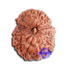 Load image into Gallery viewer, 16 Mukhi Rudraksha from Indonesia - Bead No 286
