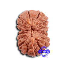 Load image into Gallery viewer, 16 Mukhi Rudraksha from Indonesia - Bead No 293
