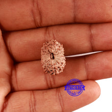 Load image into Gallery viewer, 16 Mukhi Rudraksha from Indonesia - Bead No. 280
