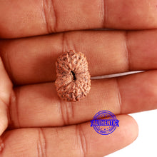 Load image into Gallery viewer, 16 Mukhi Rudraksha from Indonesia - Bead No. 281
