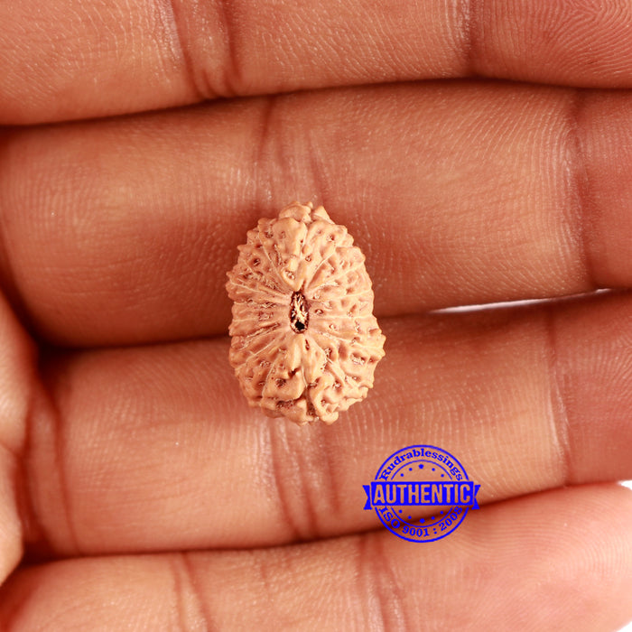 16 Mukhi Rudraksha from Indonesia - Bead No. 282