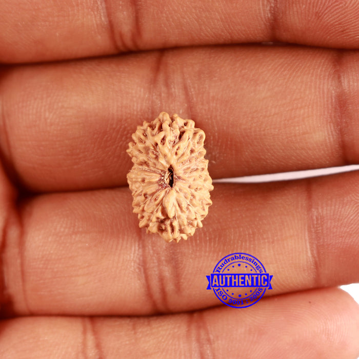 16 Mukhi Rudraksha from Indonesia - Bead No. 283