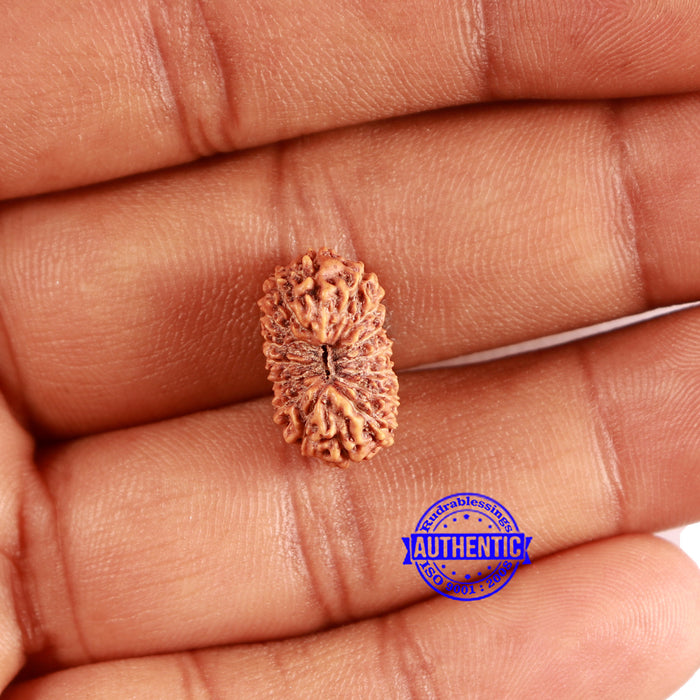 16 Mukhi Rudraksha from Indonesia - Bead No. 285