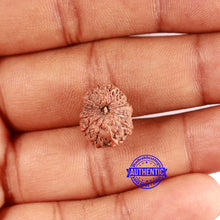 Load image into Gallery viewer, 16 Mukhi Rudraksha from Indonesia - Bead No 286
