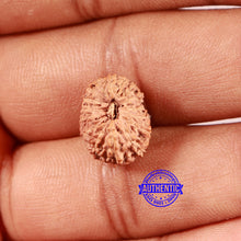 Load image into Gallery viewer, 16 Mukhi Rudraksha from Indonesia - Bead No 288
