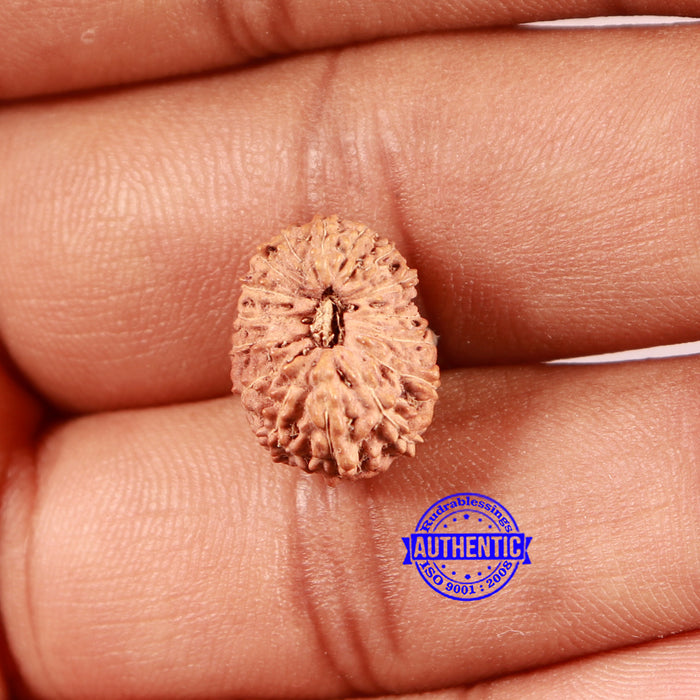 16 Mukhi Rudraksha from Indonesia - Bead No 288