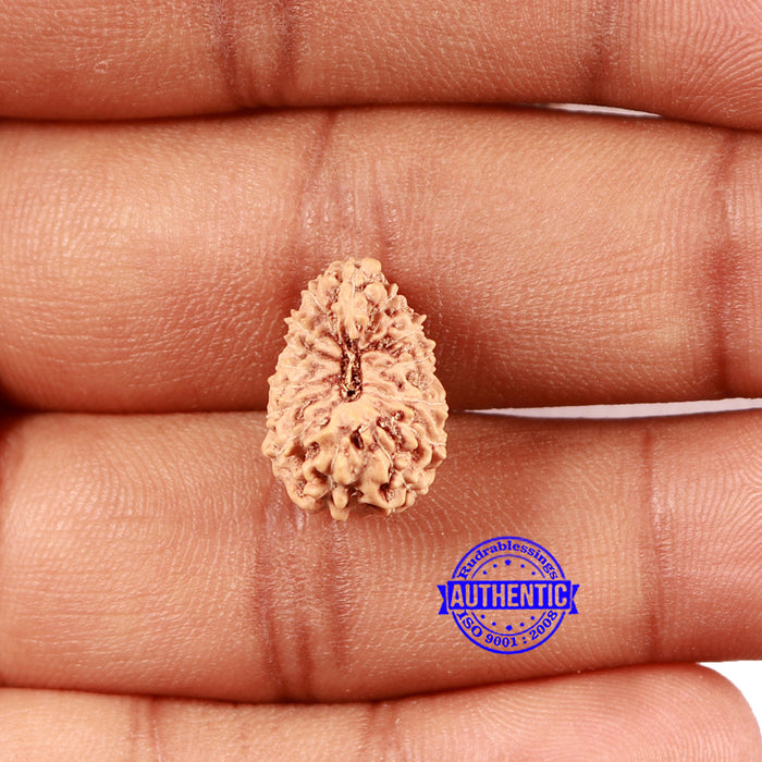 16 Mukhi Rudraksha from Indonesia - Bead No. 289