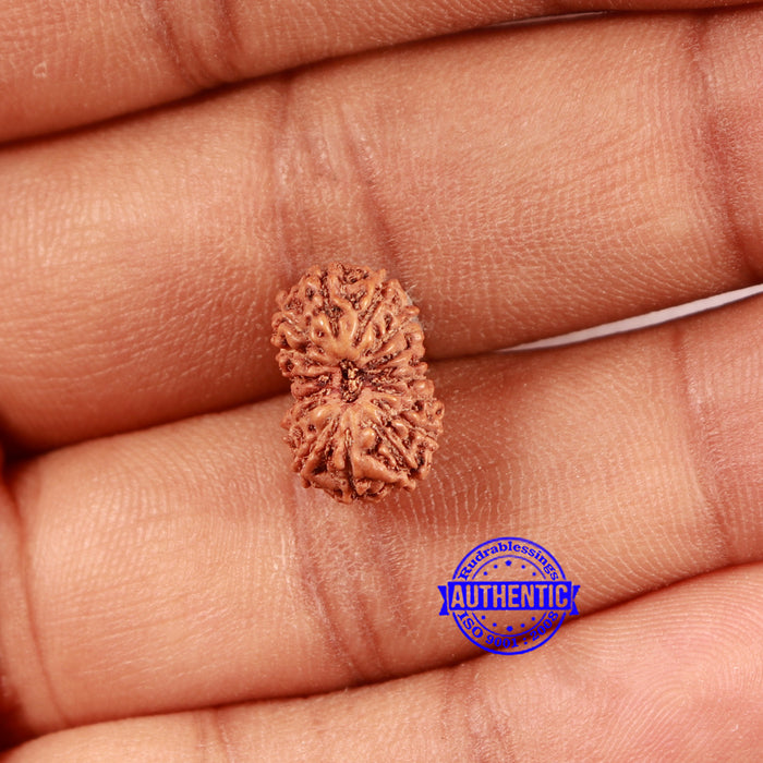 16 Mukhi Rudraksha from Indonesia - Bead No. 291