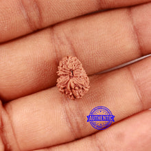 Load image into Gallery viewer, 16 Mukhi Rudraksha from Indonesia - Bead No 292

