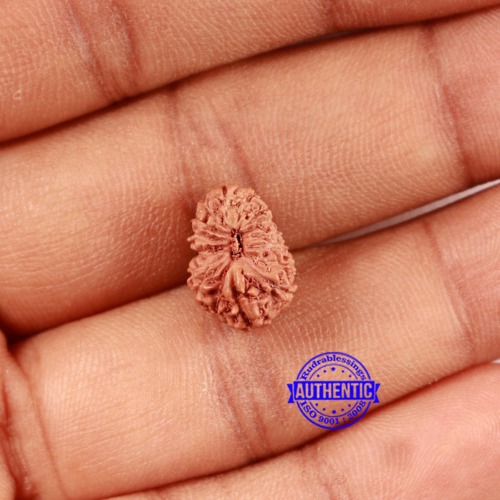 16 Mukhi Rudraksha from Indonesia - Bead No 292