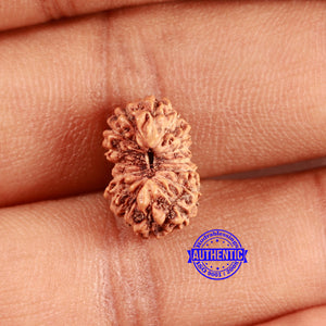 16 Mukhi Rudraksha from Indonesia - Bead No. 294