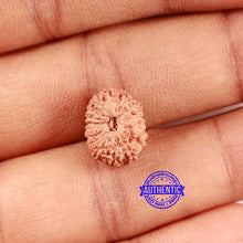 Load image into Gallery viewer, 16 Mukhi Rudraksha from Indonesia - Bead No 295
