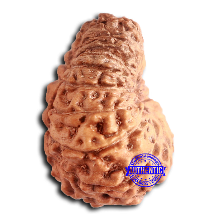 16 Mukhi Rudraksha from Indonesia - Bead No. 276