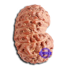 Load image into Gallery viewer, 16 Mukhi Rudraksha from Indonesia - Bead No. 279
