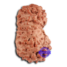 Load image into Gallery viewer, 16 Mukhi Rudraksha from Indonesia - Bead No. 280
