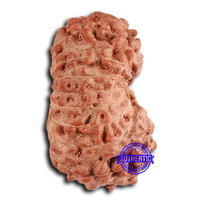 16 Mukhi Rudraksha from Indonesia - Bead No. 280