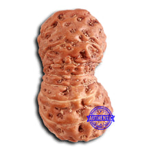 Load image into Gallery viewer, 16 Mukhi Rudraksha from Indonesia - Bead No. 281

