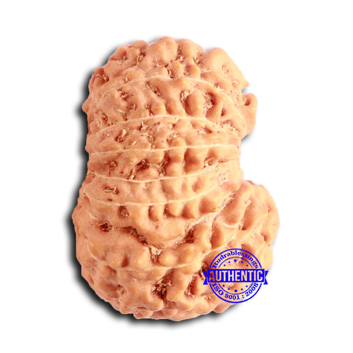 16 Mukhi Rudraksha from Indonesia - Bead No. 282