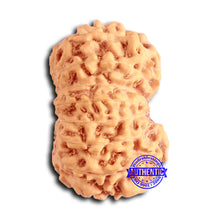 Load image into Gallery viewer, 16 Mukhi Rudraksha from Indonesia - Bead No. 283
