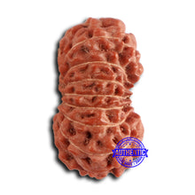 Load image into Gallery viewer, 16 Mukhi Rudraksha from Indonesia - Bead No. 284
