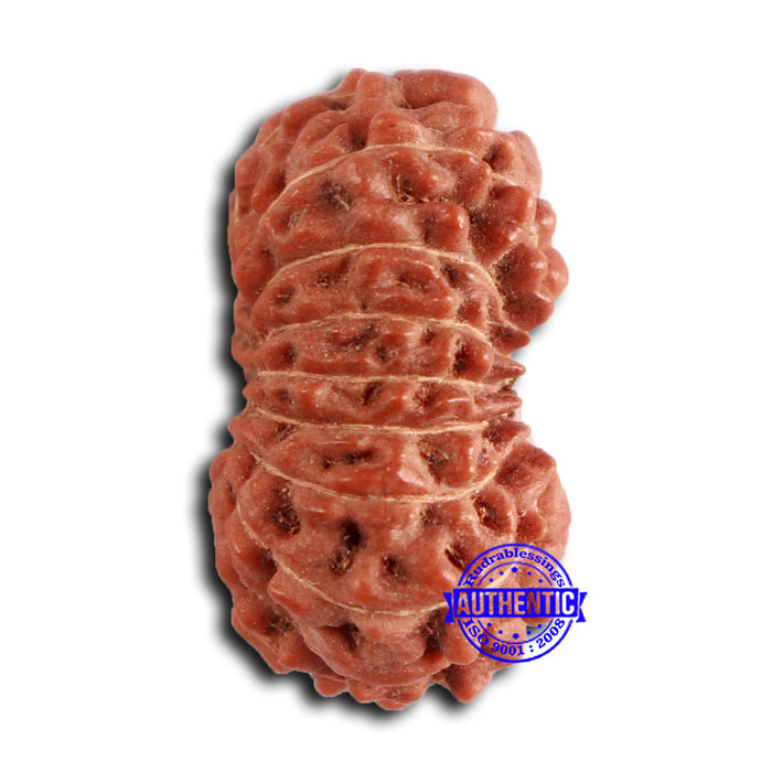 16 Mukhi Rudraksha from Indonesia - Bead No. 284