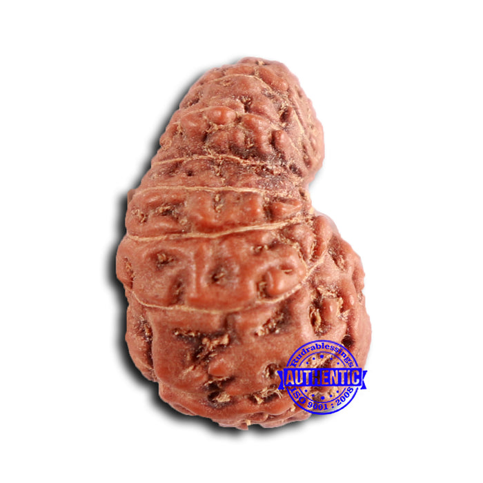 16 Mukhi Rudraksha from Indonesia - Bead No 286