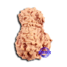 Load image into Gallery viewer, 16 Mukhi Rudraksha from Indonesia - Bead No. 289
