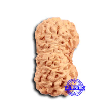 Load image into Gallery viewer, 16 Mukhi Rudraksha from Indonesia - Bead No 290
