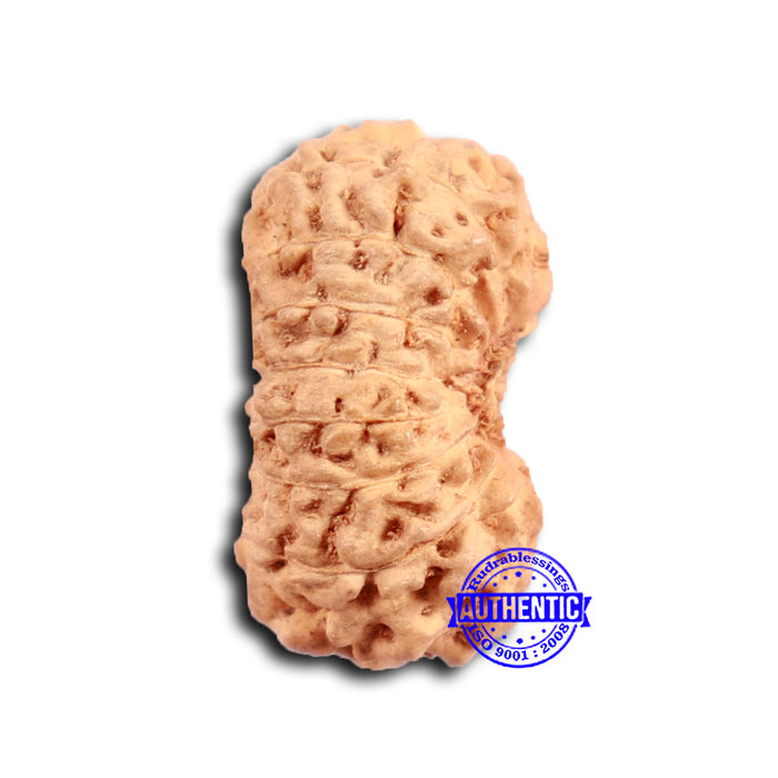 16 Mukhi Rudraksha from Indonesia - Bead No 290