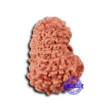 Load image into Gallery viewer, 16 Mukhi Rudraksha from Indonesia - Bead No 292

