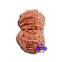 Load image into Gallery viewer, 16 Mukhi Rudraksha from Indonesia - Bead No 293
