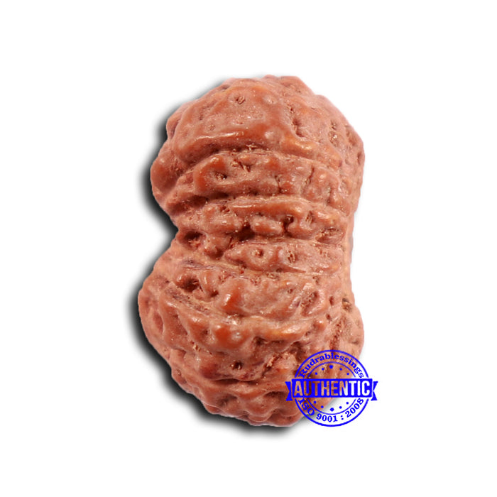 16 Mukhi Rudraksha from Indonesia - Bead No 293