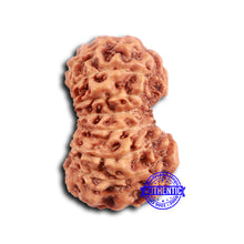 Load image into Gallery viewer, 16 Mukhi Rudraksha from Indonesia - Bead No. 294

