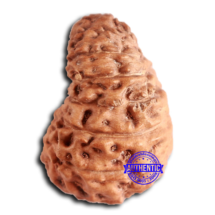 16 Mukhi Rudraksha from Indonesia - Bead No. 276