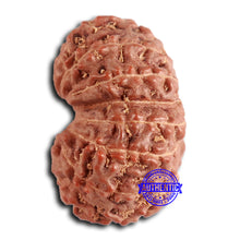 Load image into Gallery viewer, 16 Mukhi Rudraksha from Indonesia - Bead No. 279
