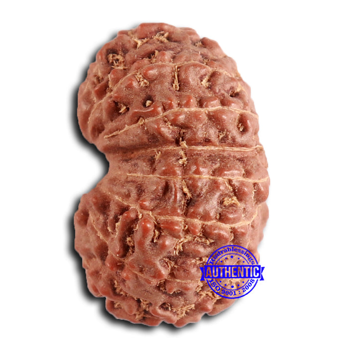 16 Mukhi Rudraksha from Indonesia - Bead No. 279