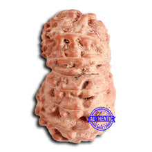 Load image into Gallery viewer, 16 Mukhi Rudraksha from Indonesia - Bead No. 280
