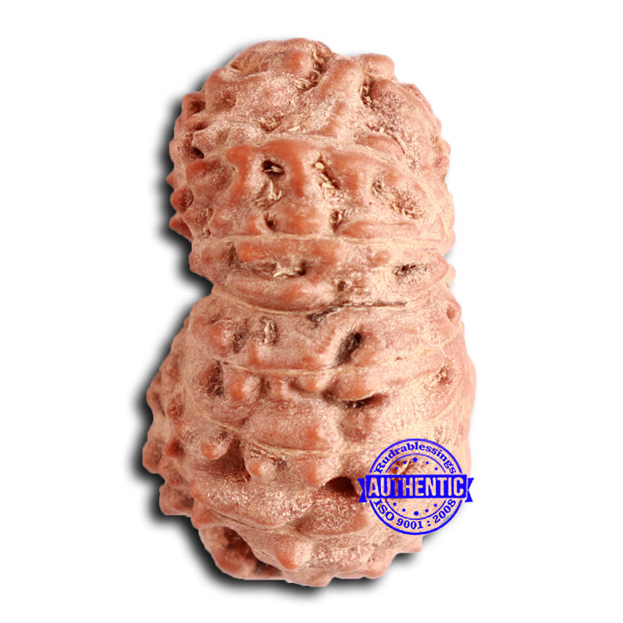 16 Mukhi Rudraksha from Indonesia - Bead No. 280