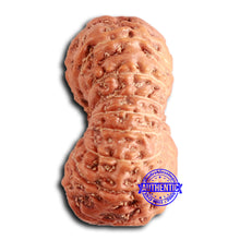 Load image into Gallery viewer, 16 Mukhi Rudraksha from Indonesia - Bead No. 281
