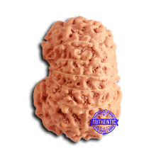 Load image into Gallery viewer, 16 Mukhi Rudraksha from Indonesia - Bead No. 282
